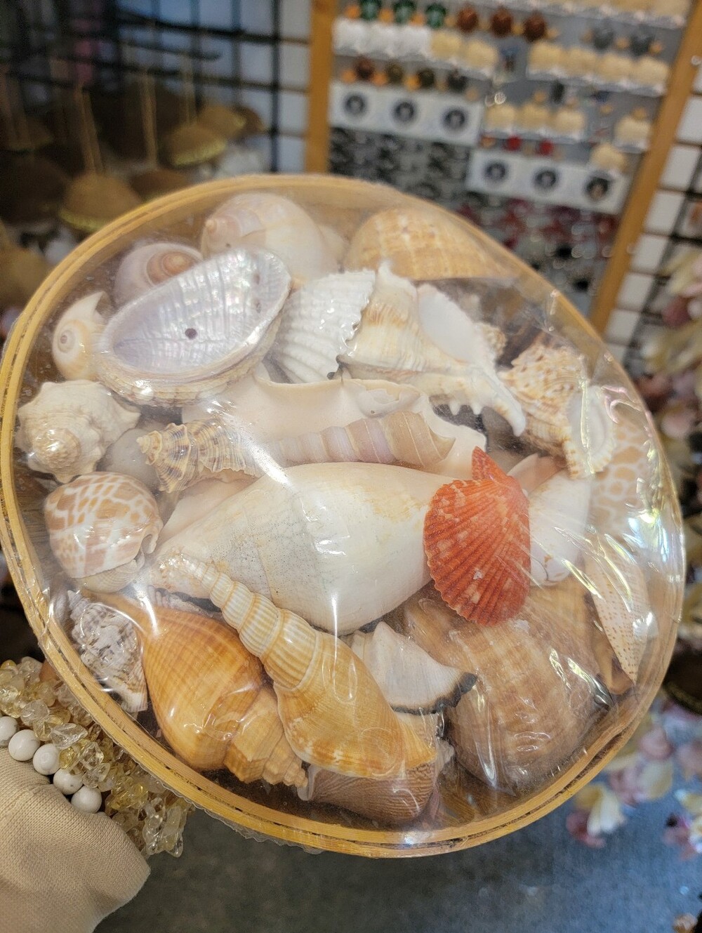 Assorted Natural Seashell Mix - Neutral & Coral Accents